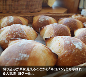 切り込みが耳に見えることから「ネコパン」とも呼ばれる人気の「ヨグール」
