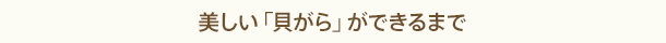 美しい「貝がら」ができるまで